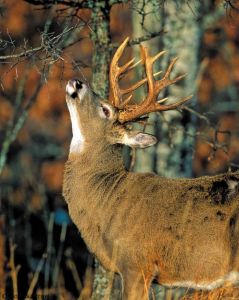 fcb1fc5441342bbfd7b67bd1744ded56